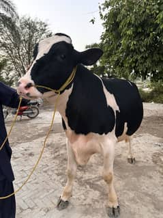 Australian | Cow | Bull | wacha  | Calf | گائے | Bachra For Sale