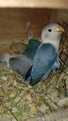crimino, dakino, fisher , albino