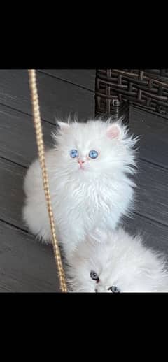 Persian kitten contact on whatsapp