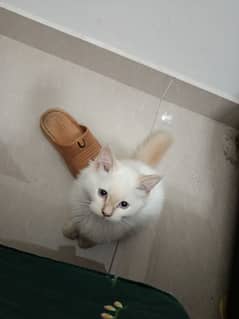 Himalayan