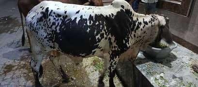 Qurbani