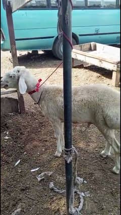 bakra