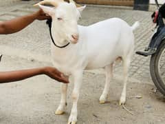2 Gulabi tedde male piar