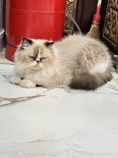 Persian himalayan cat