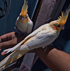hand