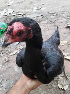 Thai / Pakoye / Aseel /Thaiaseel /Pakistaniaseel