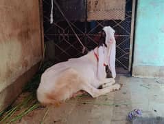 Gulabi