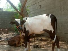 vachi for sale