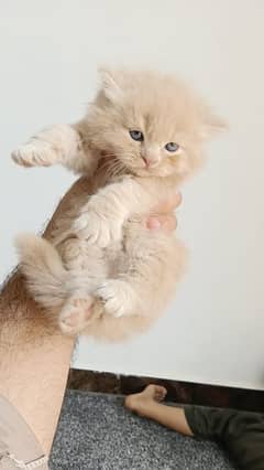 fluffy | kitten | fancy Cat | baby | low price | 3 coated