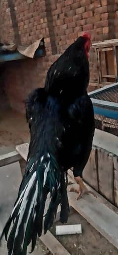 best quality lassani patha
