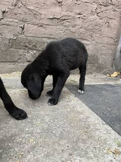 Labra