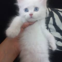 Fluffy
