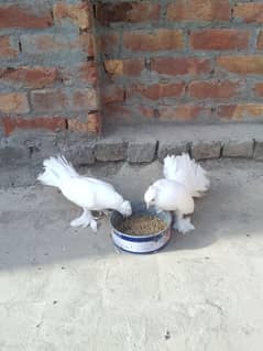 urgent sale need money