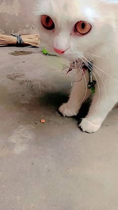 percian cat for sale price 8000