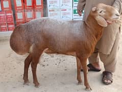 Lal