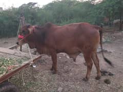Bull