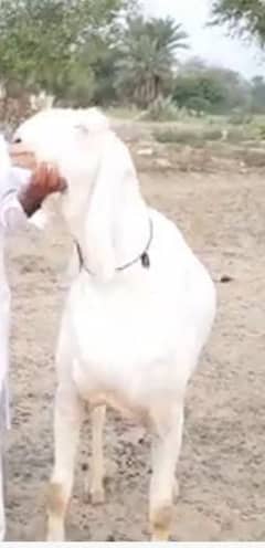 bakra for sale 2 dant WhatsApp 03255386983
