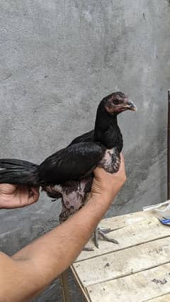 Thai burmi female