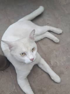 American White Cat