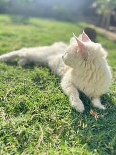 Cat For Sale white Color Whatsp number 03106158723
