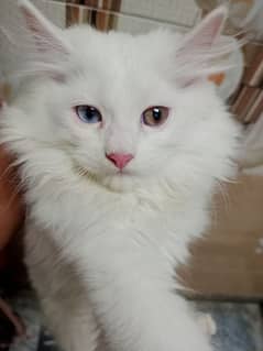 Persian