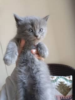 single coated persian kittens 1.5 months