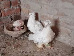 Frill Barider Pair