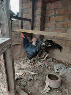 "Healthy Desi Murgi & Aseel Murga for Sale – Best Price!"