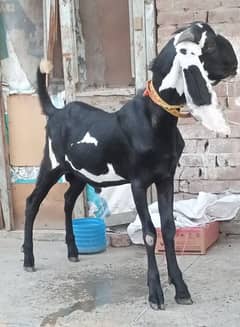 Desi Bakra
