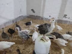 Turkey