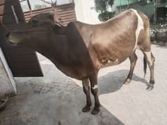 qurbani wly junawr