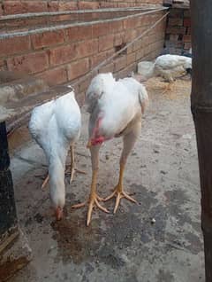 mainwali or heera pair for sale