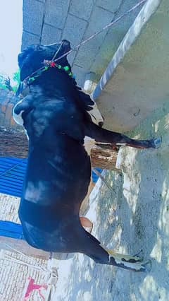 bull for sale for qurbani