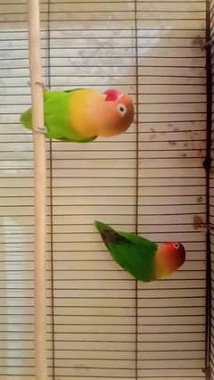 Love bird adult pair for sale in Karachi malir cantt