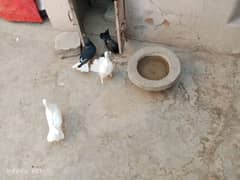 6 pigeons+1baby free