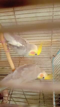 Cockatiel for sale in malir cantt