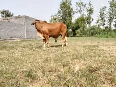 Qurbanii