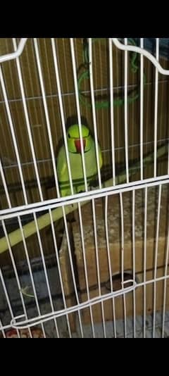 Ringneck