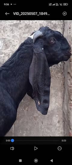 qurbani