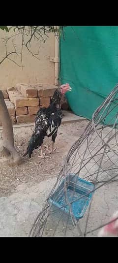 aseel murgha for sale