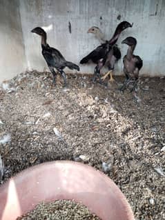 Thai trad lasani Amroha chicks available in Karachi nazimabad no 2