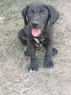 Labrador