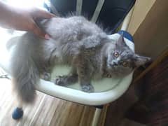 Persian cat Gray color 3.5 month female triple coated