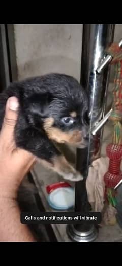 Rottweiler male puppy 03064970225