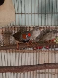 under size finchs 2 piar 4 chick's