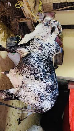 Cow for sale