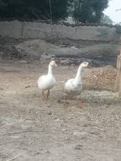 Duck pair for sale