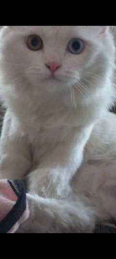 persian kitten double coated