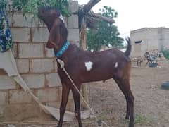 qurbani2025