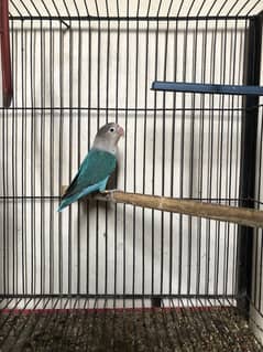 Love birds+cage